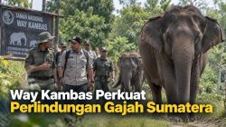 Way Kambas Perkuat Perlindungan Gajah Sumatera