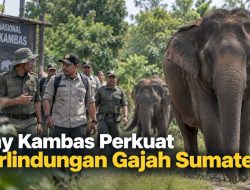 Way Kambas Perkuat Perlindungan Gajah Sumatera